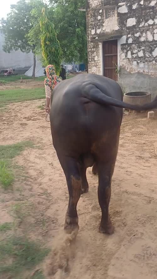 Murrah Buffalo M4706 in  HARYANA
