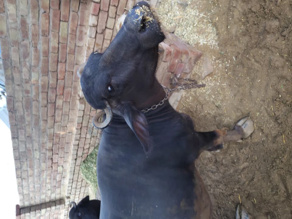 Murrah Buffalo in  RAJASTHAN