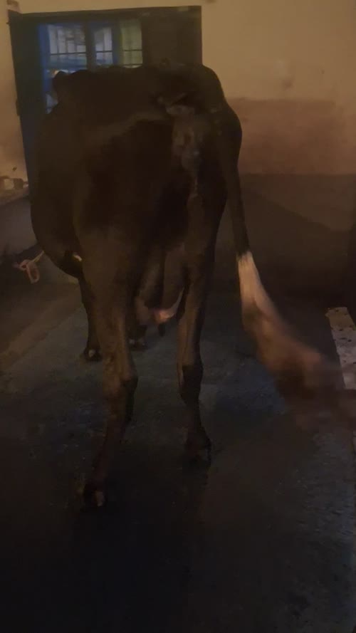 HF Cow H3111 in UTTAR PRADESH