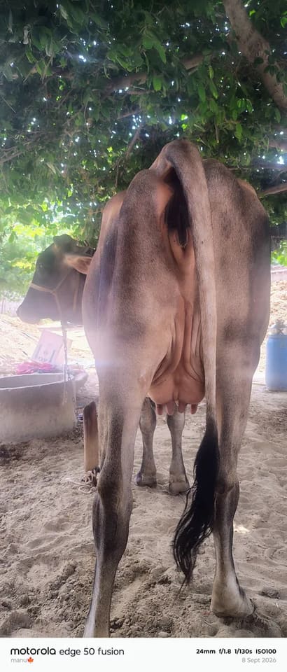 Others Cow in  RAJASTHAN