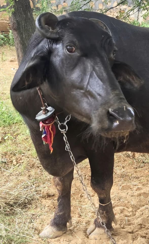 Murrah Buffalo in  RAJASTHAN