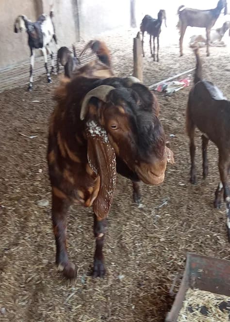 Sirohi Goat in  RAJASTHAN
