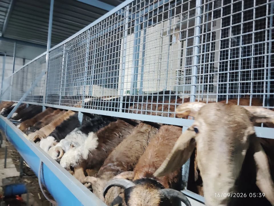 Sindhanoor Sheep in  KARNATAKA