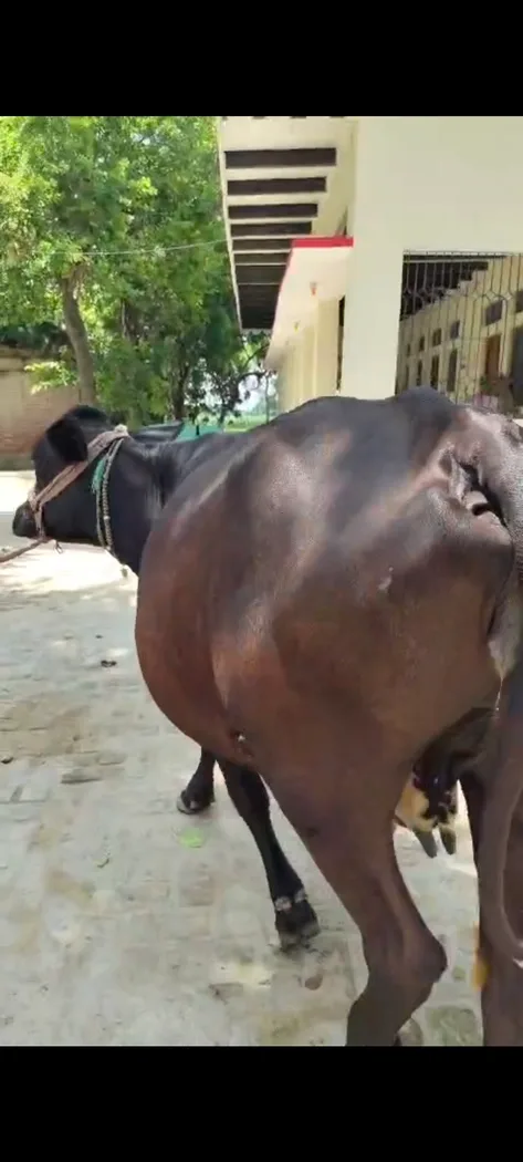 HF Cow in  UTTAR PRADESH