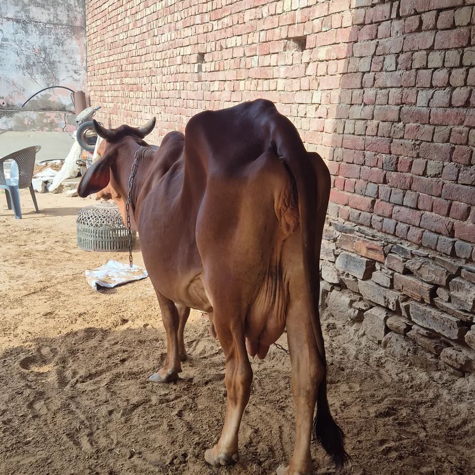 Sahiwal Cow in  RAJASTHAN