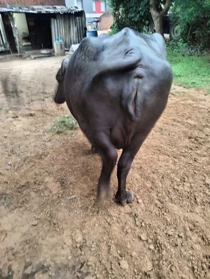 Banni  Buffalo in  GUJARAT