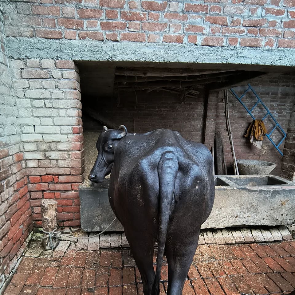 Others Buffalo in  UTTAR PRADESH