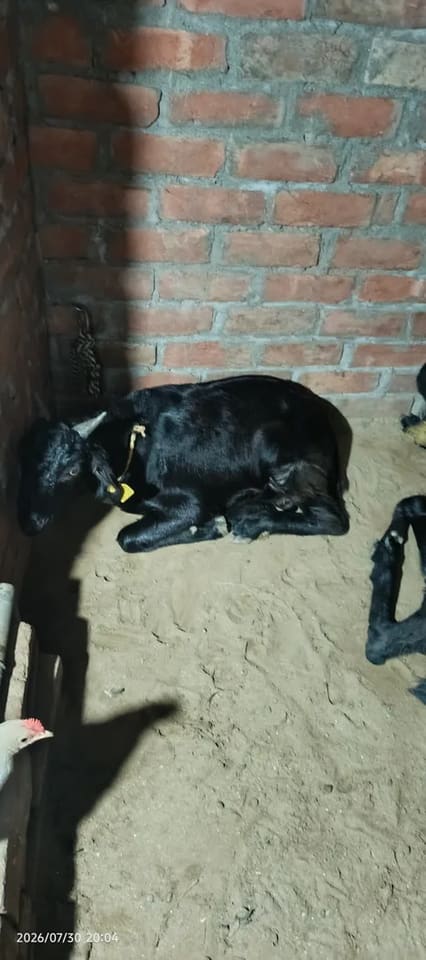 Jakhrana Goat J0228 in  HARYANA