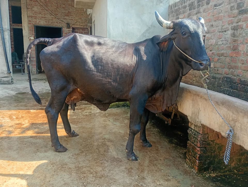 Others Cow in  UTTAR PRADESH