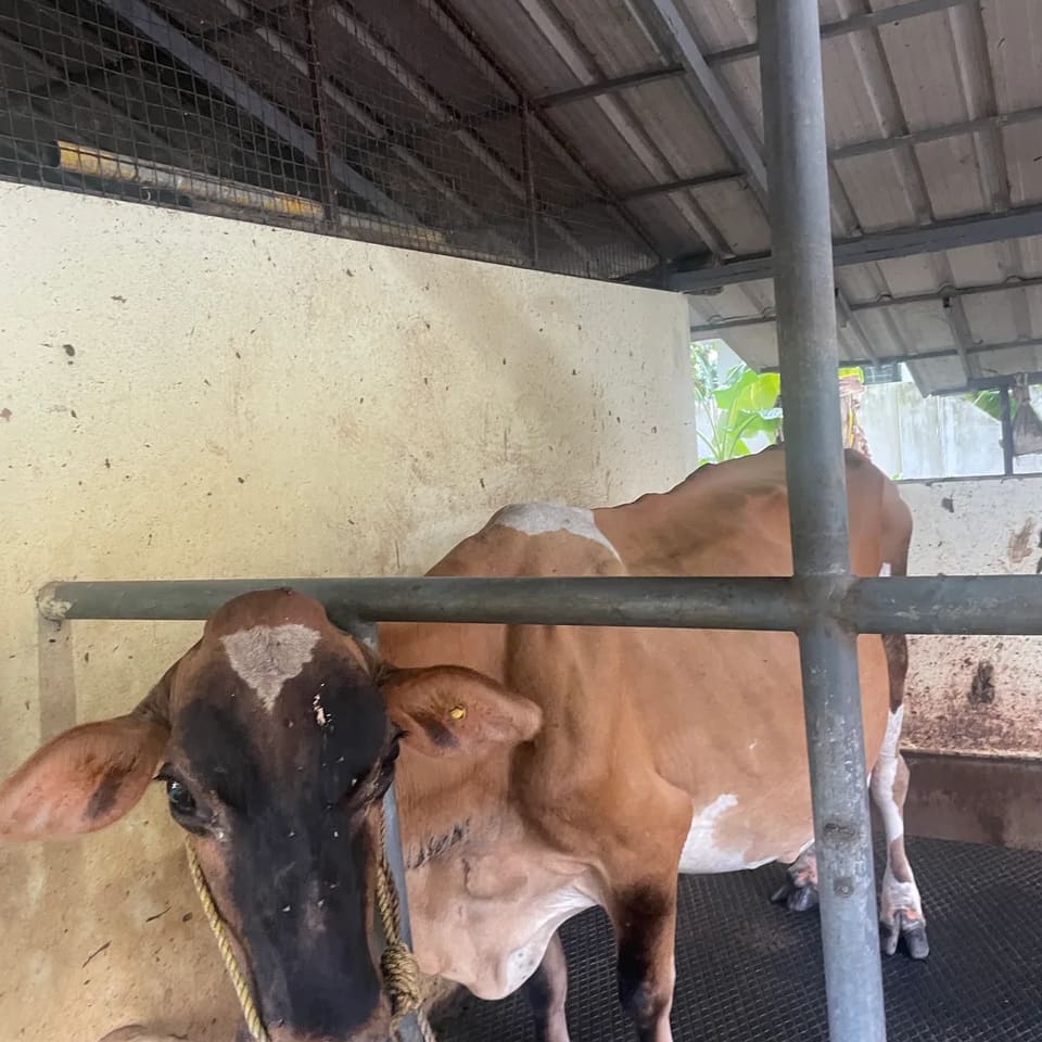 Jersey Cow in  KERALA