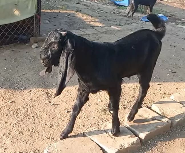 Beetal Goat B0530 in  MAHARASHTRA