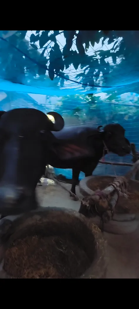 Murrah Buffalo in  UTTAR PRADESH