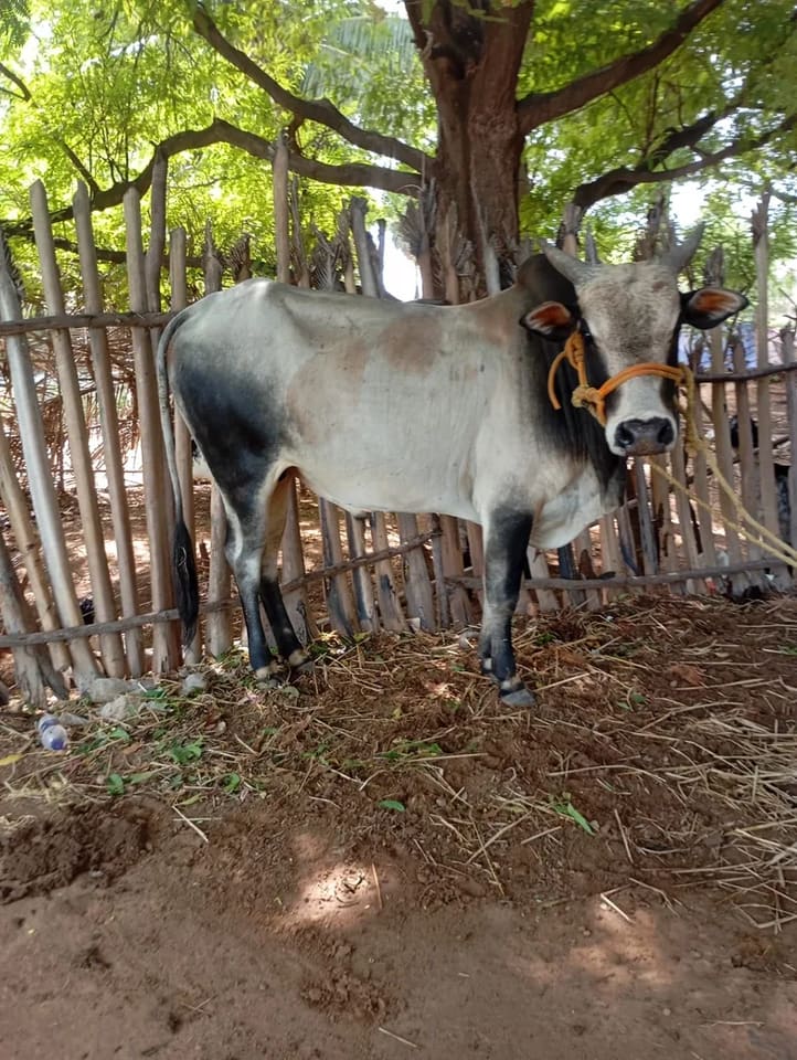 Pulikkulam pull Pull O0981 in  TAMIL NADU