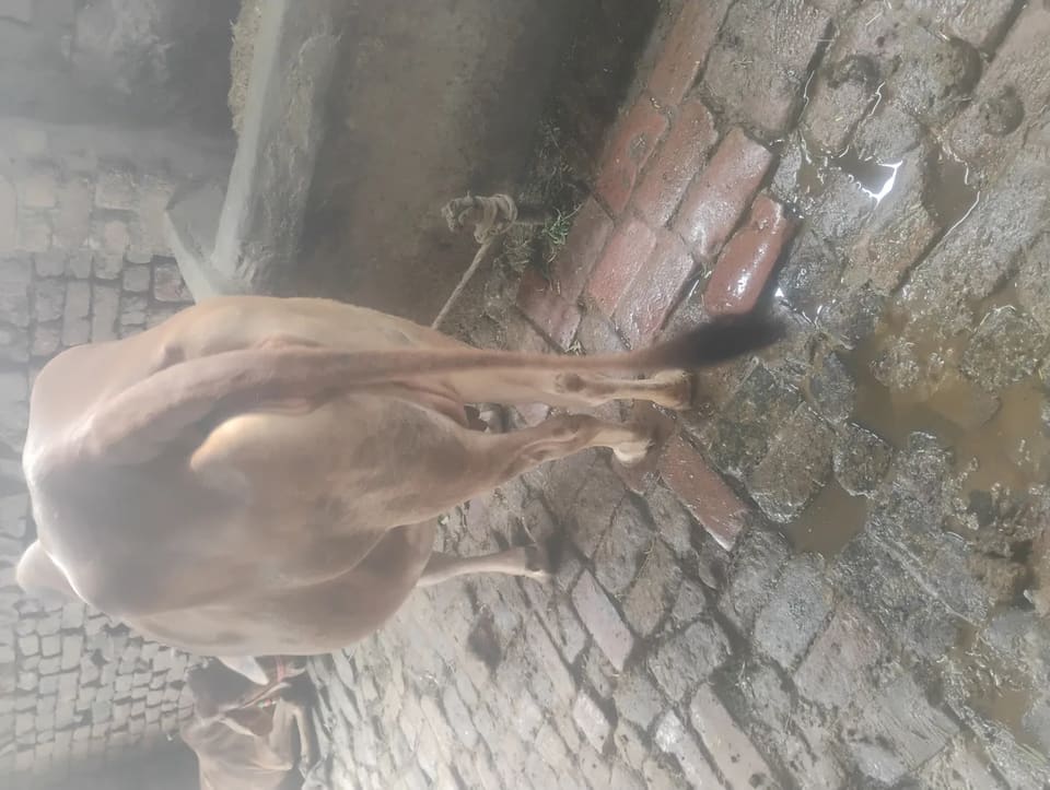 Sahiwal Cow in  UTTAR PRADESH