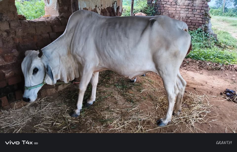 Tharparkar Cow T0304 in  MADHYA PRADESH