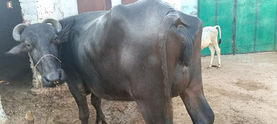 Any Buffalo O0773 in  RAJASTHAN