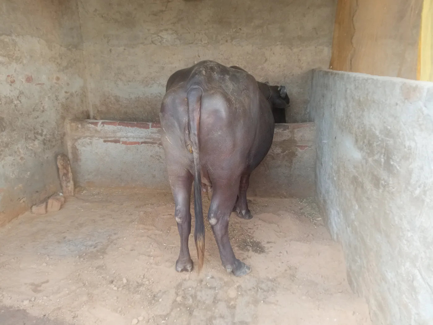Others Buffalo in  HARYANA