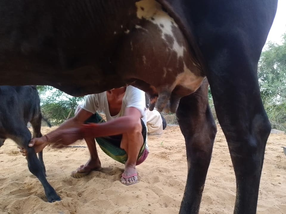 Rathi Cow in  RAJASTHAN