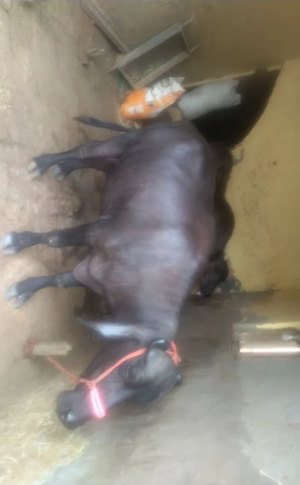 Others Buffalo in  HARYANA