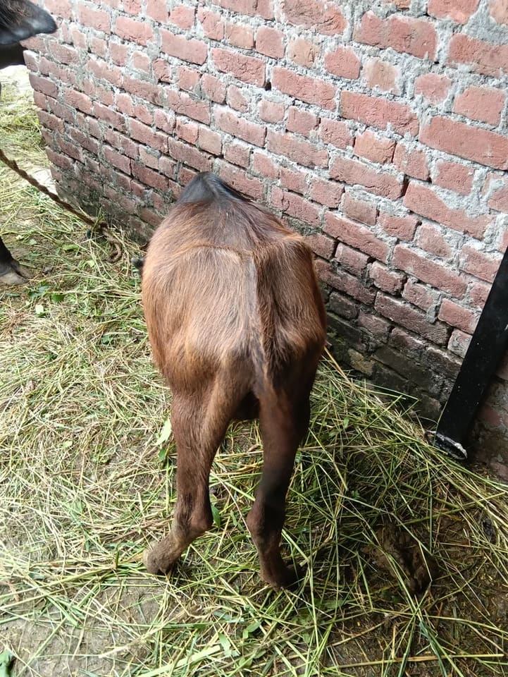 Surti Buffalo in  HIMACHAL PRADESH