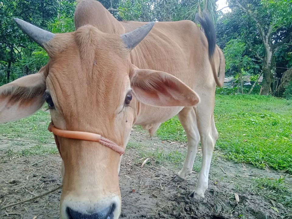 Sahiwal Cow in  WEST BENGAL