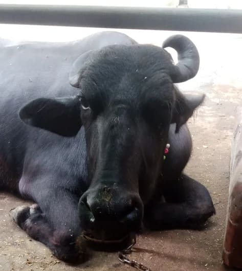 Murrah Buffalo in  UTTAR PRADESH