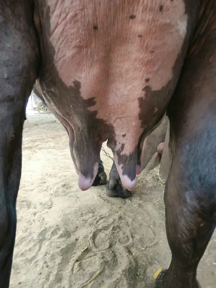 Murrah Buffalo in  HARYANA