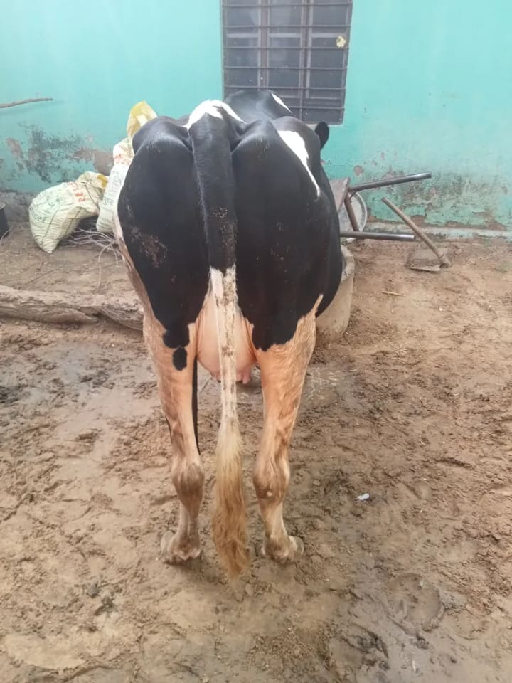 HF Cow in  RAJASTHAN
