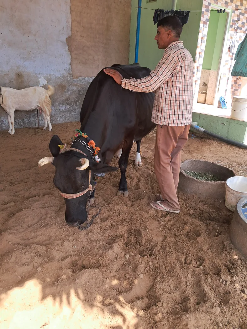 HF Cow in  RAJASTHAN