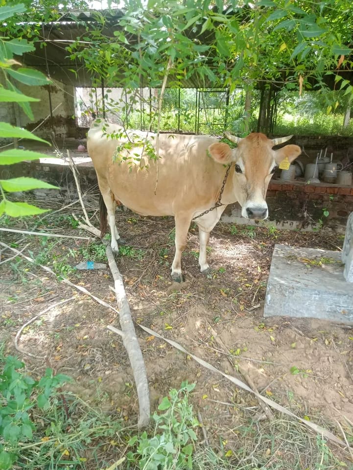 Jersey Cow in  RAJASTHAN