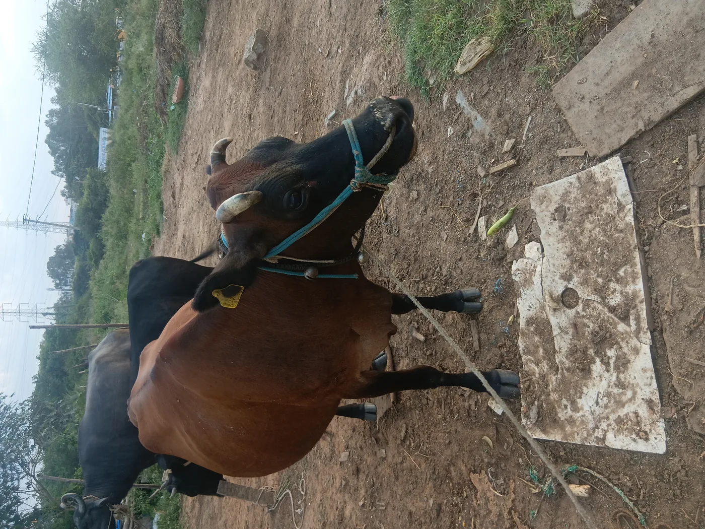 Jersey Cow in  KARNATAKA