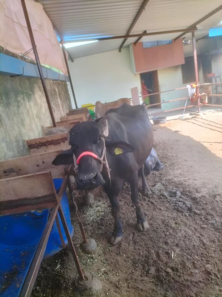 Surti Buffalo S0414 in  RAJASTHAN