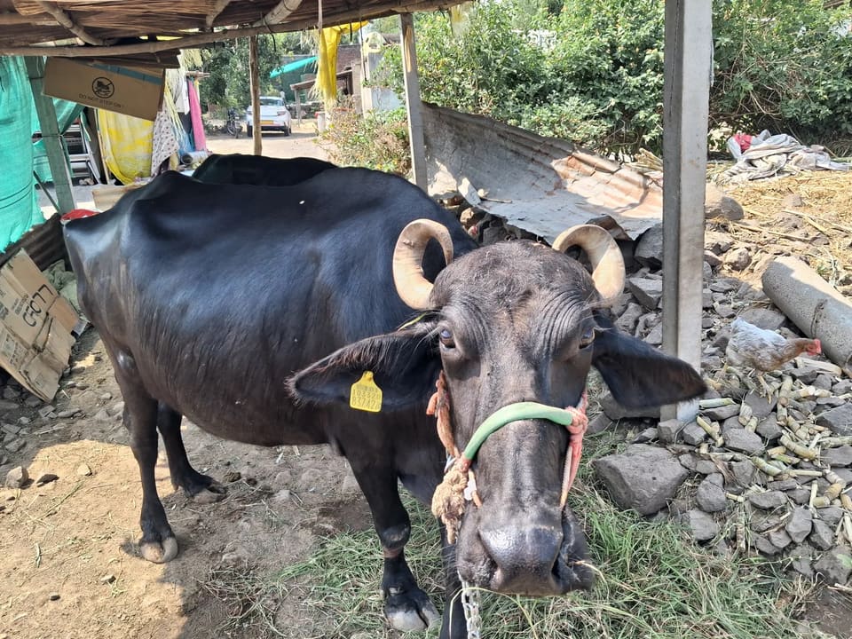 Murrah Buffalo in  MAHARASHTRA