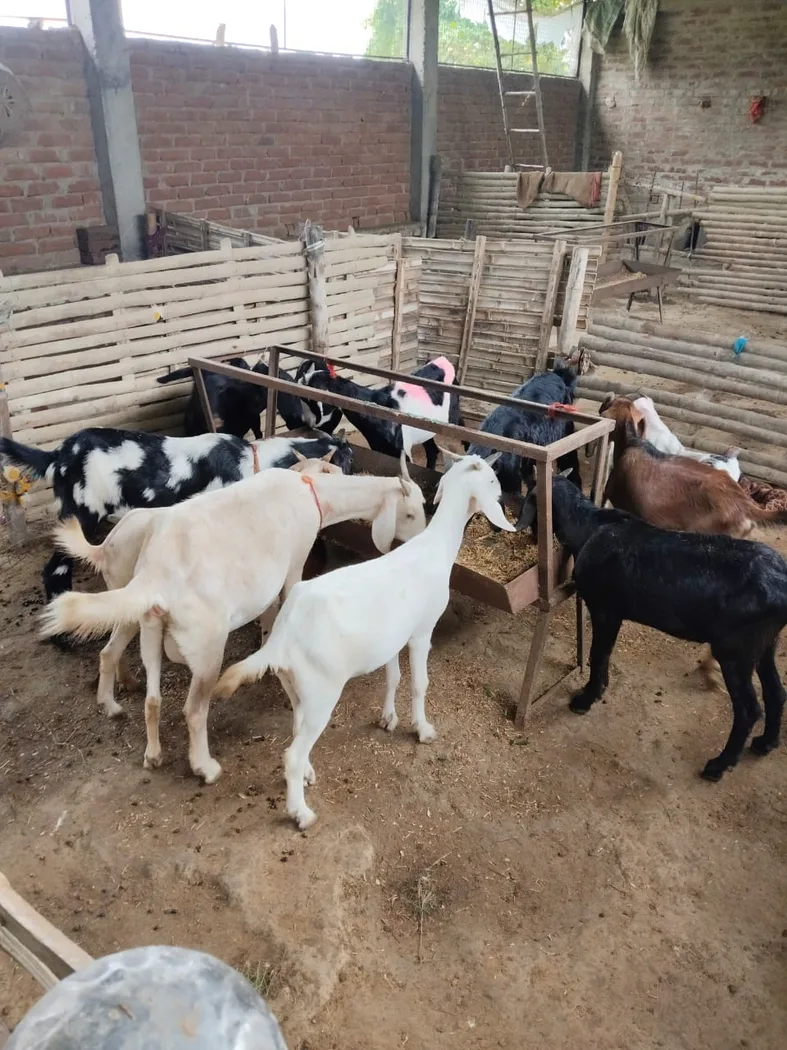 Black Bengal Goat in  WEST BENGAL