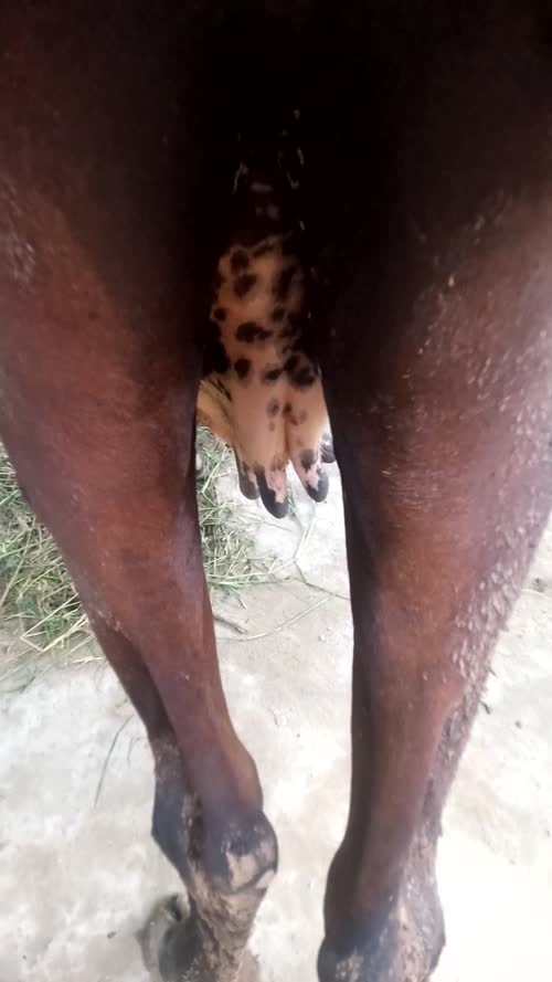 Jersey Cow J1608 in  UTTAR PRADESH
