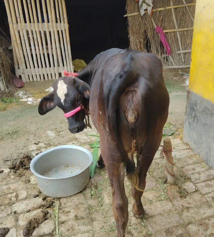 Others Cow in  BIHAR