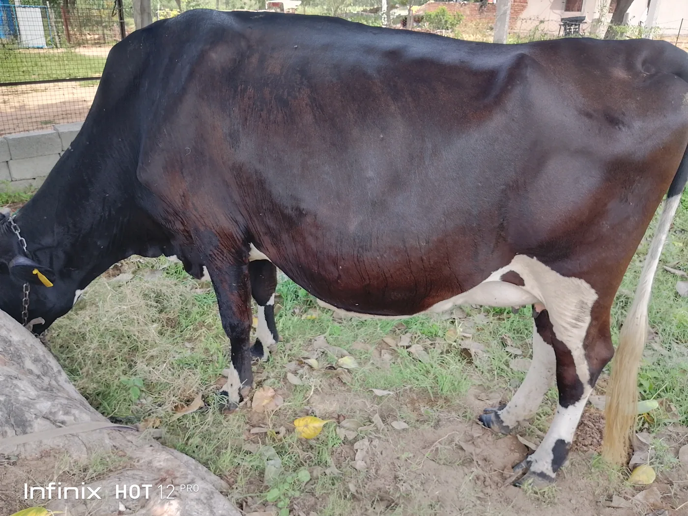 HF Cow H3104 in  RAJASTHAN