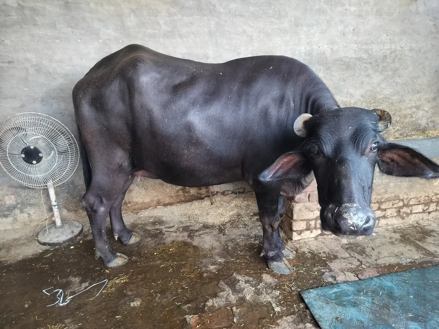 Murrah Buffalo in  PUNJAB