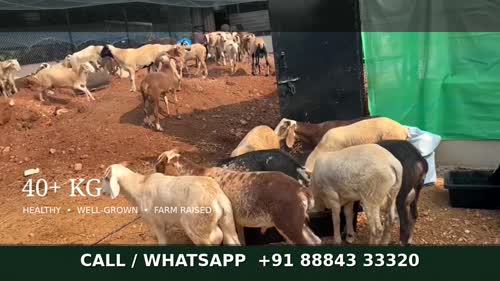 Yelaga Sheep O0101 in  KARNATAKA