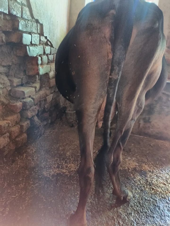 Vechur Cow in BIHAR