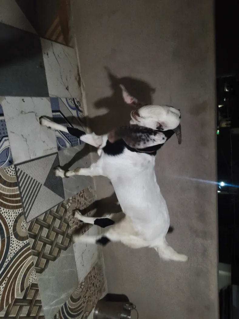 Sojat Goat in  RAJASTHAN