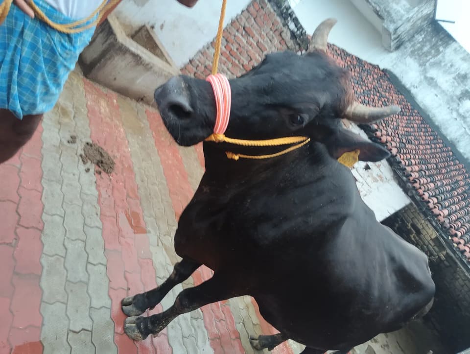 Jersey Cow in  BIHAR