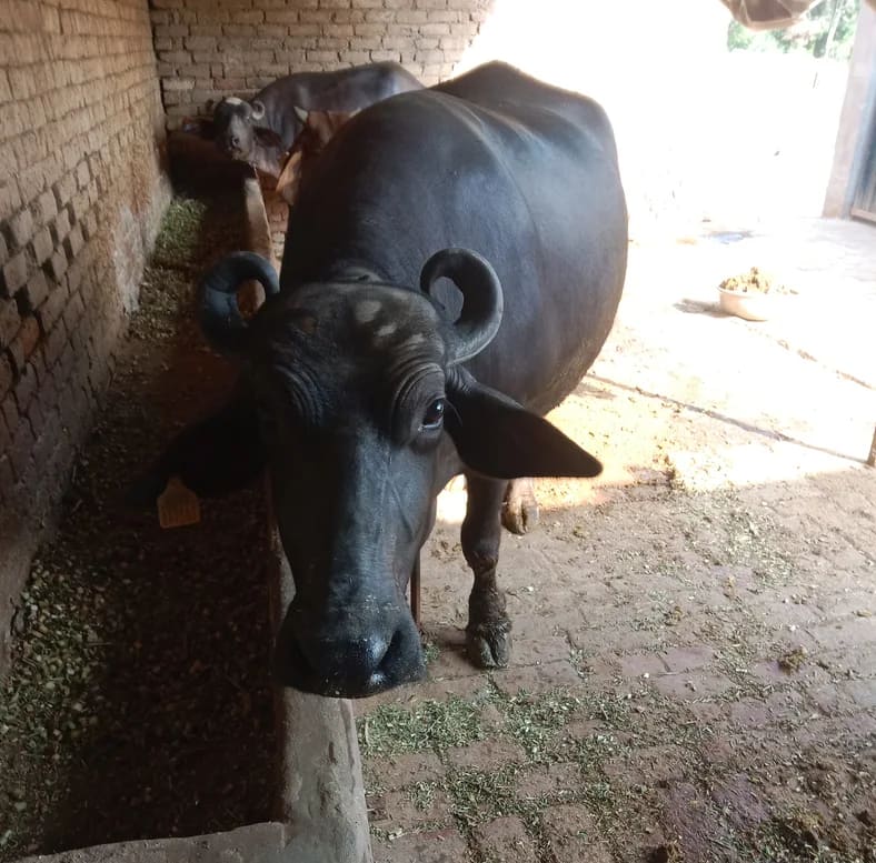 Others Buffalo in  HARYANA