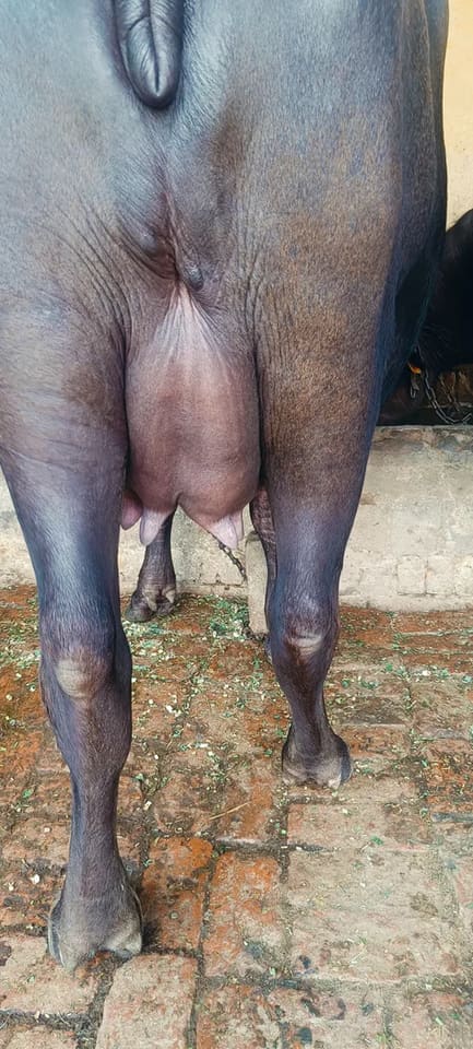 Murrah Buffalo in  UTTAR PRADESH