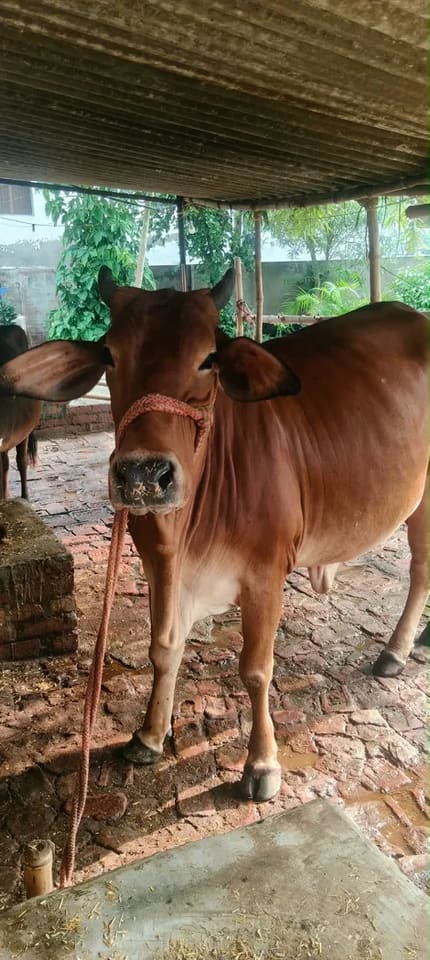 Sahiwal Cow in  UTTAR PRADESH