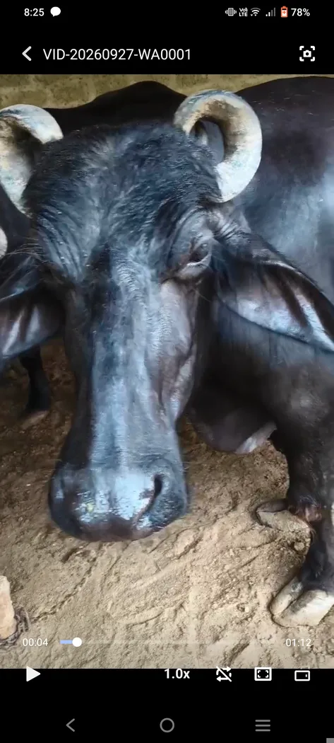 Others Buffalo in  RAJASTHAN