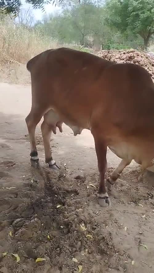 Gir Cow G2095 in  RAJASTHAN