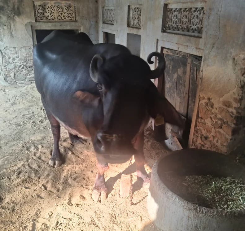 Murrah Buffalo in  RAJASTHAN