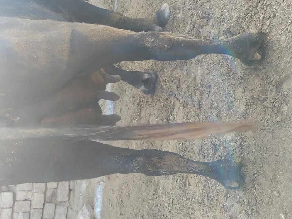 Murrah Buffalo in  HARYANA