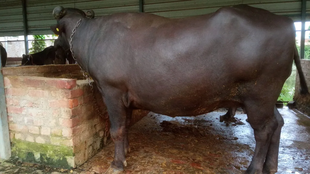 Murrah Buffalo M4718 in  UTTAR PRADESH